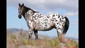 Appaloosa-Horse